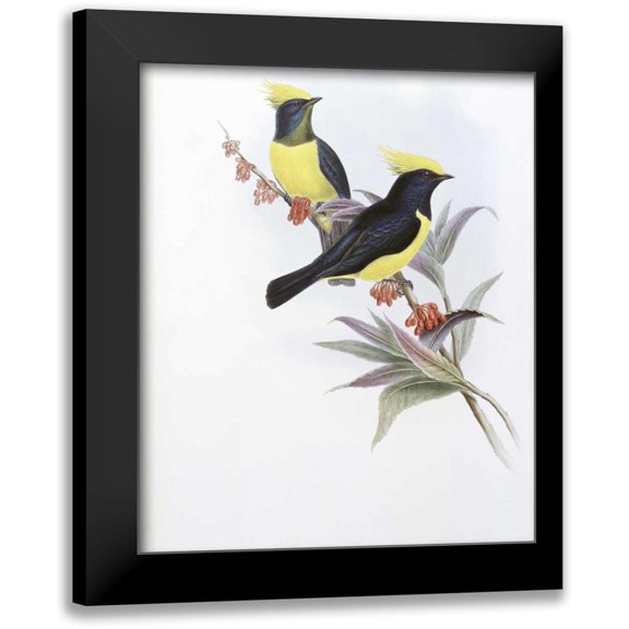 Glover, John 12x14 Black Modern Framed Museum Art Print Titled - Sultan Tit