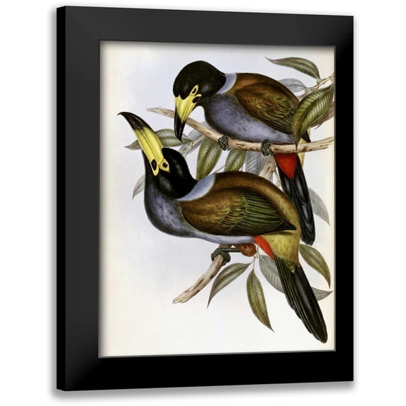 Glover, John 15x18 Black Modern Framed Museum Art Print Titled - Hooded Hill Toucan
