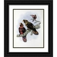 thumbnail image 1 of Glover, John 15x18 Black Ornate Wood Framed with Double Matting Museum Art Print Titled - Banded Lory, 1 of 4