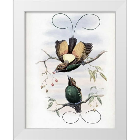 Glover, John 15x18 White Modern Wood Framed Museum Art Print Titled - Golden-Winged Bird of Paradise