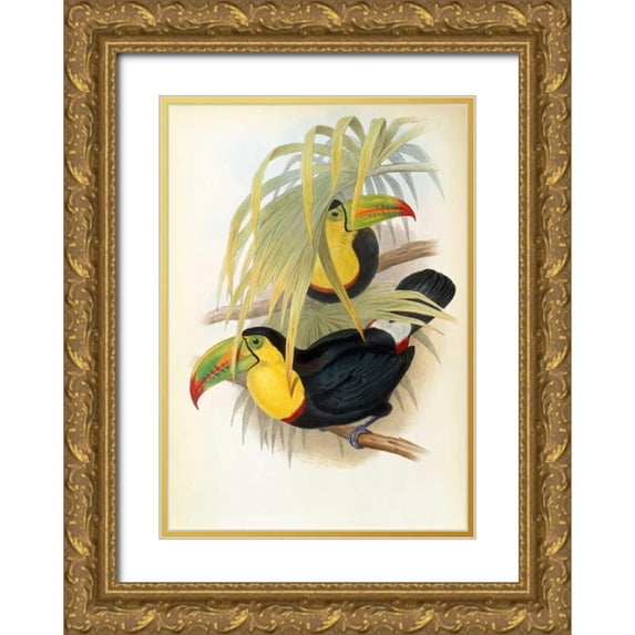 Glover, John 18x24 Gold Ornate Wood Framed with Double Matting Museum Art Print Titled - Short Billed Toucan