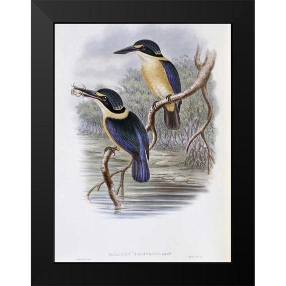 Glover, John 19x24 Black Modern Framed Museum Art Print Titled - Tristrams Kingfisher