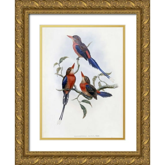 Glover, John 24x32 Gold Ornate Wood Framed with Double Matting Museum Art Print Titled - Crimson and Brown Kingfisher