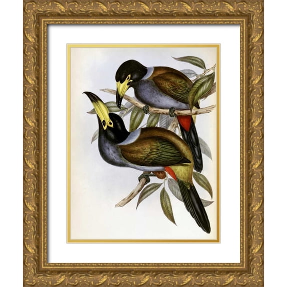 Glover, John 25x32 Gold Ornate Wood Framed with Double Matting Museum Art Print Titled - Hooded Hill Toucan