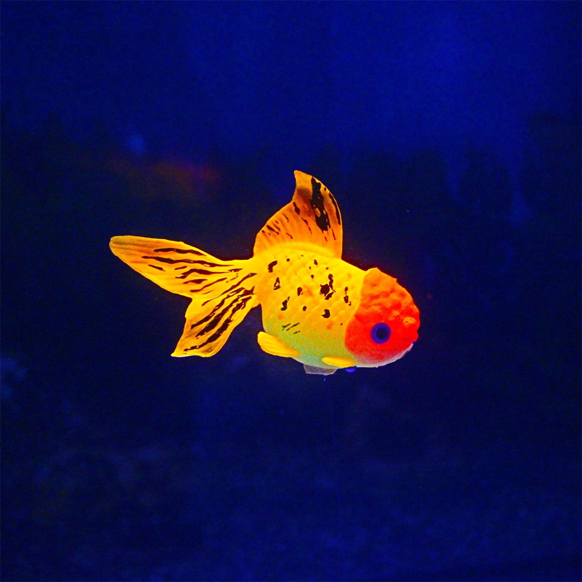 Glow In The Dark Artificial Aquarium Fishes Realistic Moving Floating ...