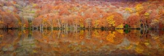 Glowing Autumn Canvas Art - Sho Shibata (8 x 24)