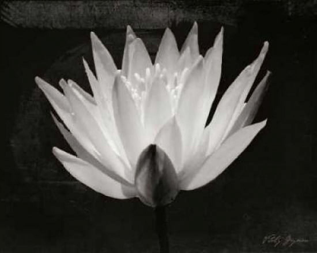 Glowing Lotus I Canvas Art - Vitaly Geyman (24 x 30)