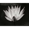 thumbnail image 1 of Glowing Lotus I Poster Print by Vitaly Geyman (8 x 10), 1 of 1