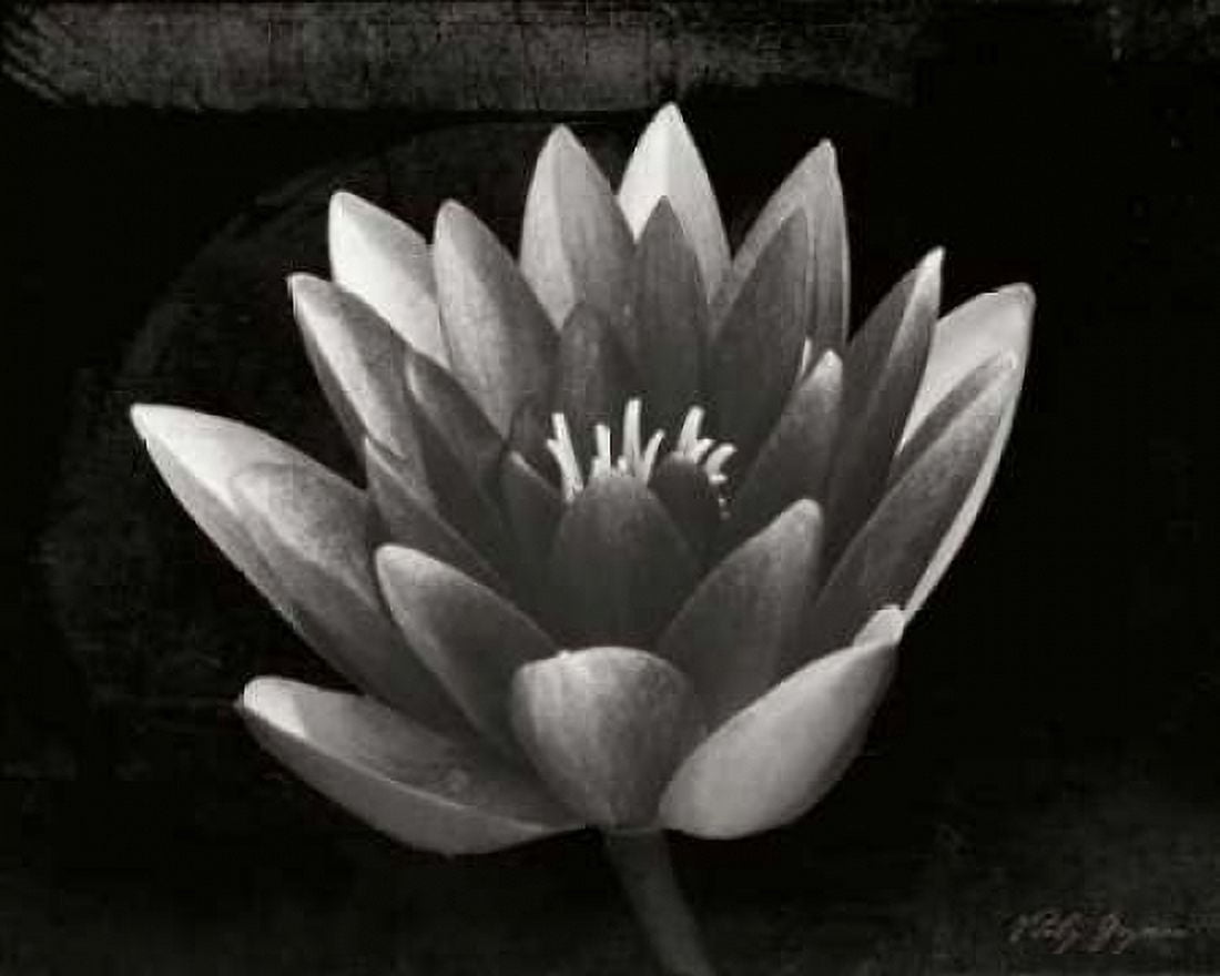 Glowing Lotus II Canvas Art - Vitaly Geyman (24 x 30)