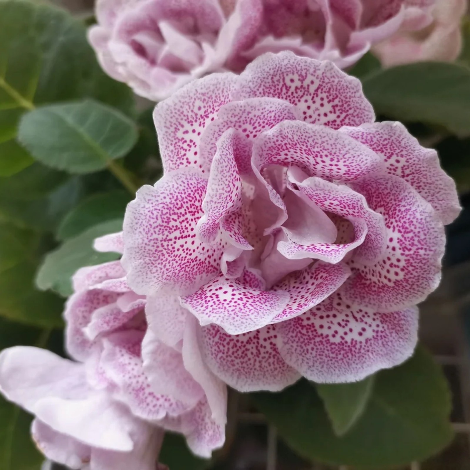 Gloxinia Plants Live Indoor Gloxinia Bulbs For Sale Sinningia Speciosa