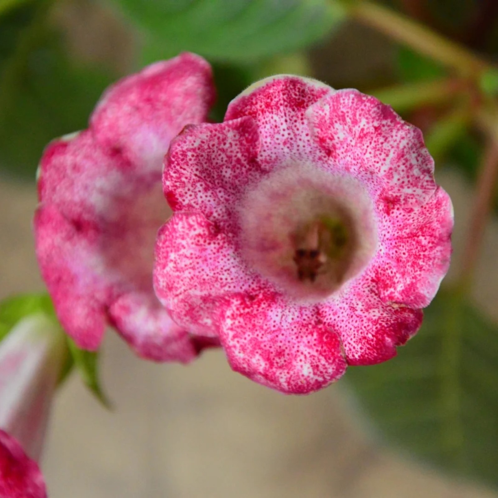 Gloxinia Plants Live Indoor Gloxinia Bulbs For Sale Sinningia Speciosa
