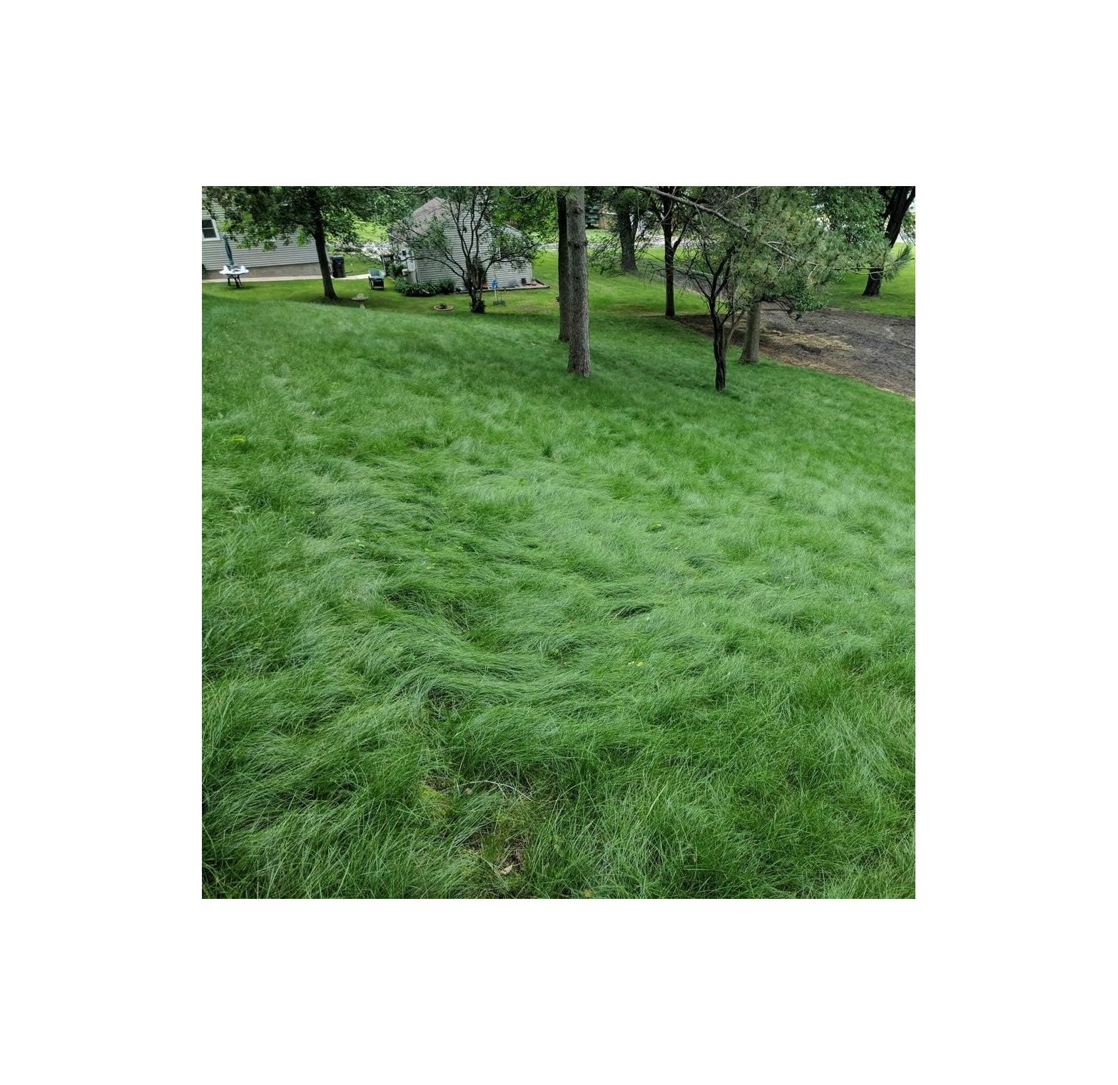 GnHoCh Legacy Fine Fescue Shade Tolerant, Soft, Turf, Lawn Grass Seed