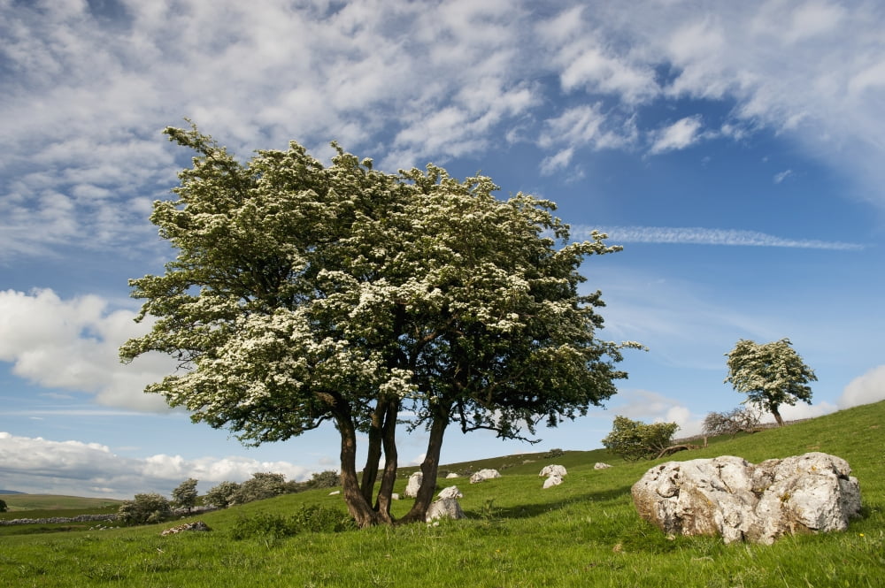 Gnarled Hawthorn tree in blossom in a upland limestone pasture with a dramtic sky Cumbria England Canvas Art - Wayne Hutchinson Design Pics (19 x 12)