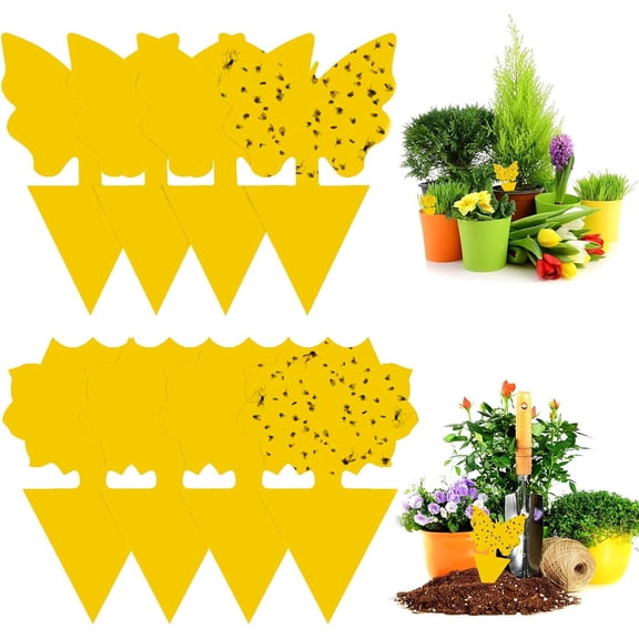 Fruit Fly Trap, Economical And Excellent Weather Resistance