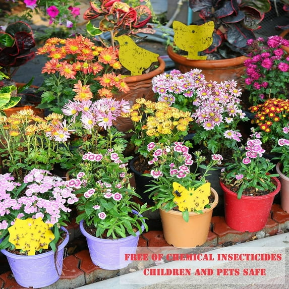 Gnat Traps for House Indoor,Flying ,Fruit Fly Traps,Fungus Gnat Traps Yellow Sticky Bug Traps,Non-Toxic and Odorless for Indoor Outdoor Use(Imps 50pcs 5*3in)from ANMUYUM