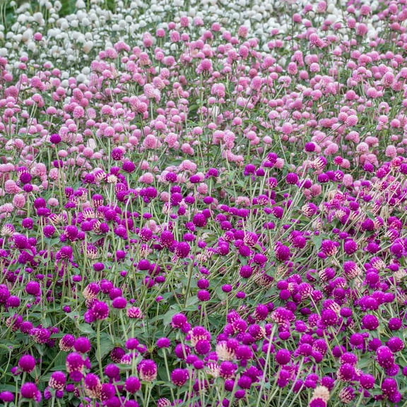 Gnome Series Gomphrena Flower Garden Seeds - Mix - 1000 Seeds - Annual Flower Gardening Seeds - Gomphrena globosa
