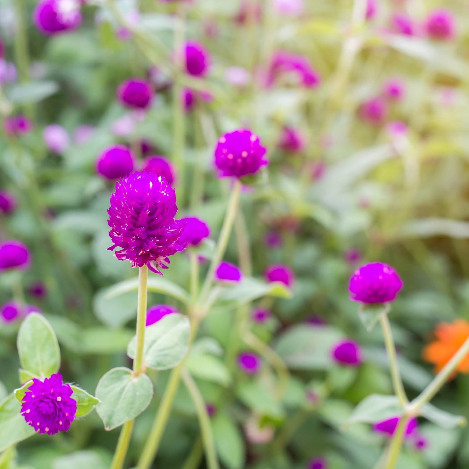 Gnome Series Gomphrena Flower Garden Seeds - Purple - 1000 Seeds - Annual Flower Gardening Seeds - Gomphrena globosa