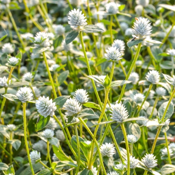 Gnome Series Gomphrena White Flower ~50 Seeds – Globe Amaranth | Dwarf Variety Heat & Drought Tolerant | Perennial | 2nd Year Bloom | Gomphrena globosa | 6" Tall | Non-GMO