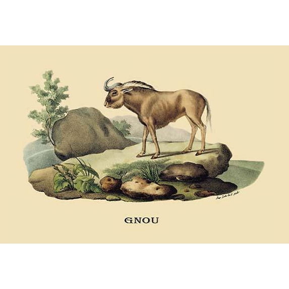 Gnou-Fine Art Canvas Print (20" x 30")