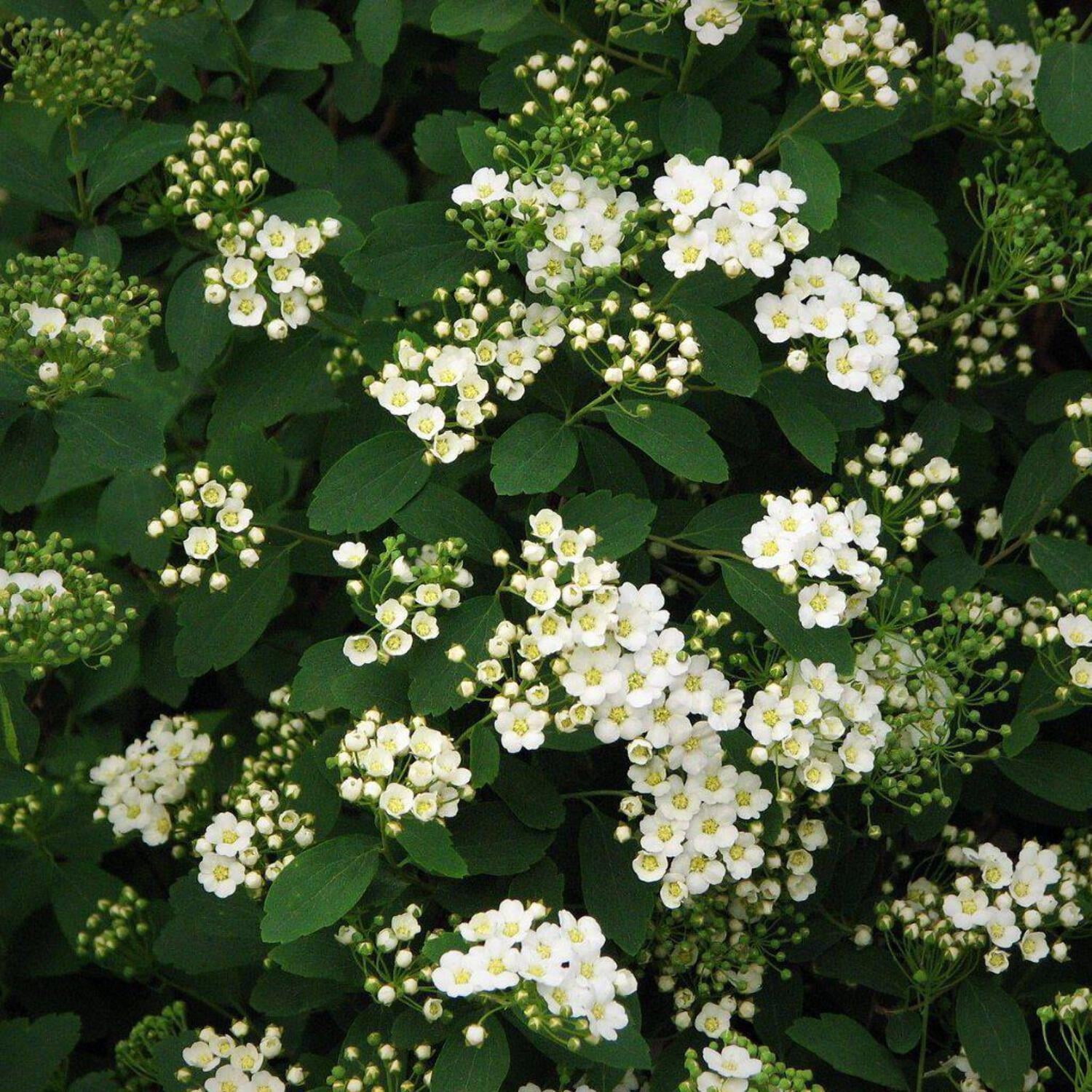 GoBuyPlants Bridalwreath Spirea, White Mature Plant in 3 Gallon Pot ...