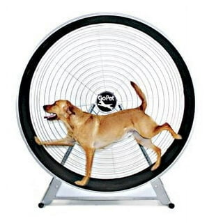 Dog Exercise Wheel