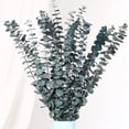 thumbnail image 1 of GoXteam 20pcs Blue Dried Eucalyptus Stems, Natural Eucalyptus Branches for Shower Hanging, 17" Preserved Plants Steam Shower for Women and Men, Relaxation Set, Mother's Day, 1 of 7