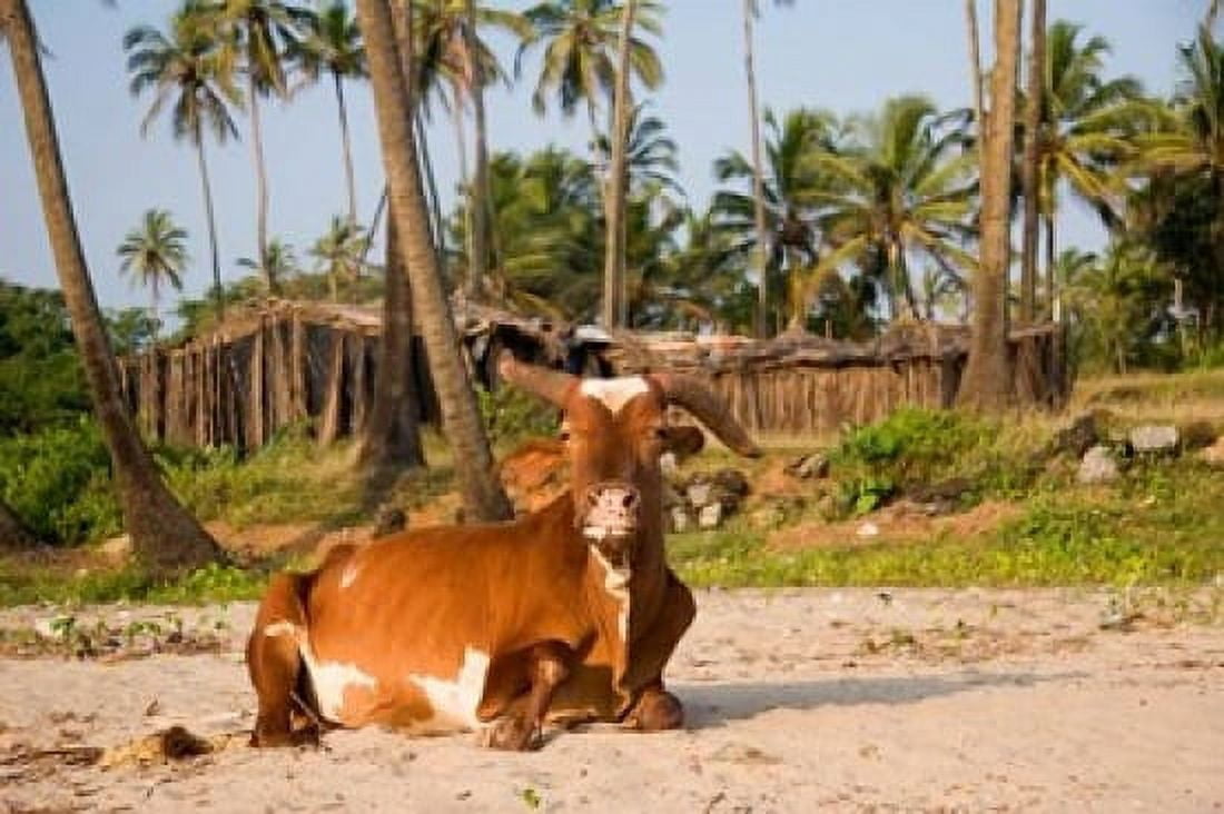 Goa India A lazy cow resting on Vagator Beach Canvas Art - Micah Wright DanitaDelimont (36 x 24)