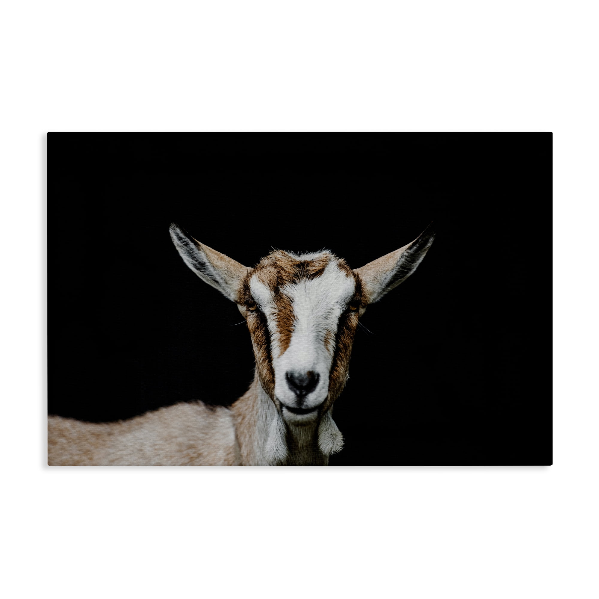 Goat Face over Black Canvas Wall Art, design by Amy Carroll