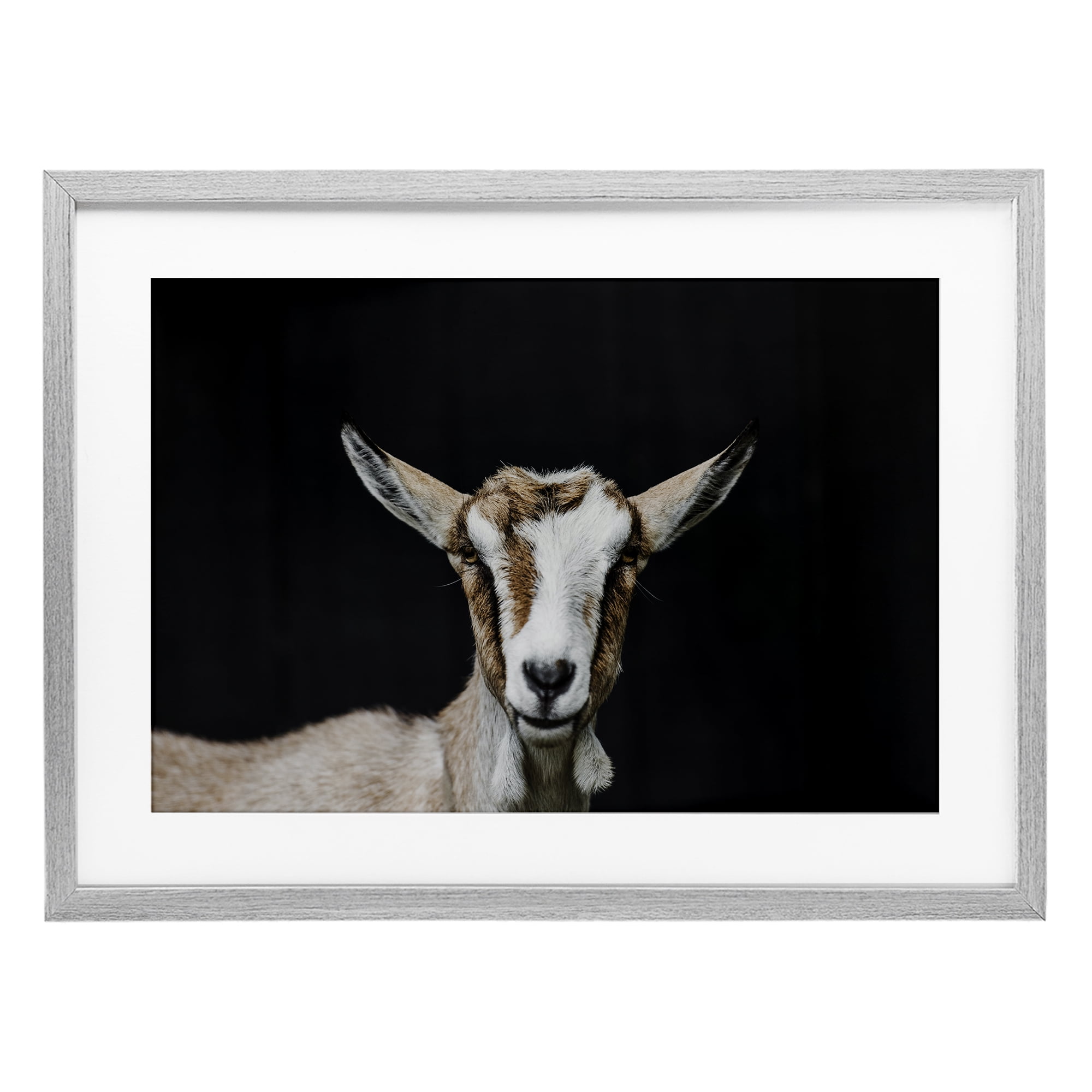 Goat Face over Black Gray Framed Print Under Glass, design by Amy Carroll