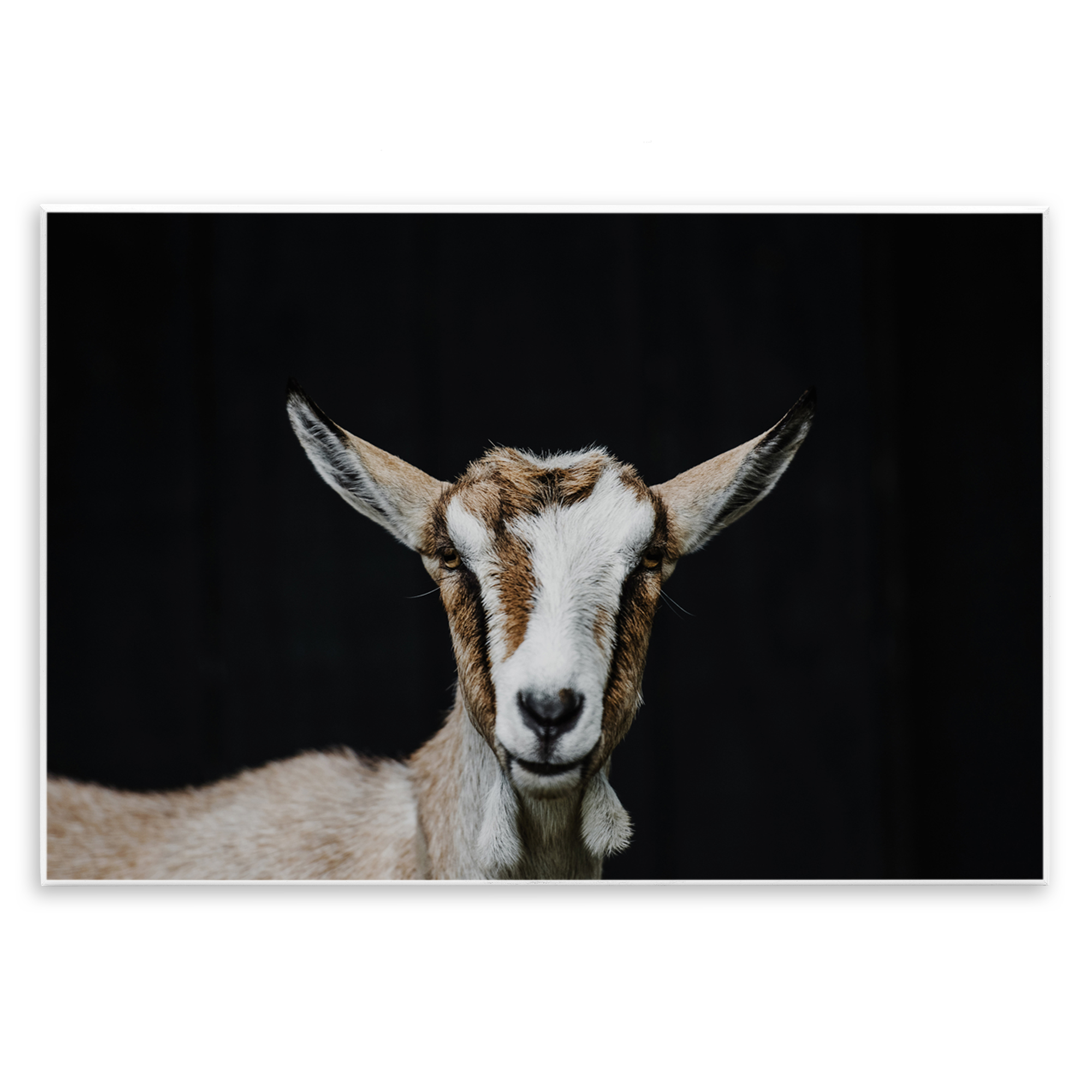 Goat Face over Black Wall Plaque Art, design by Amy Carroll