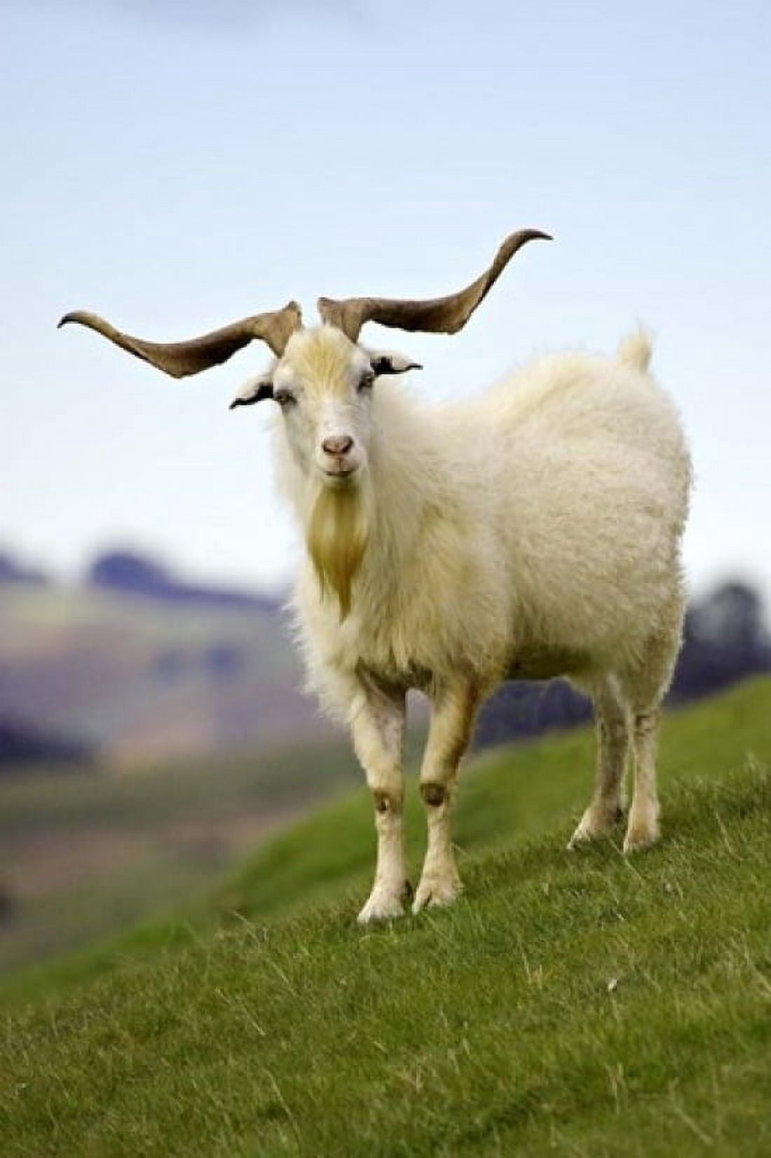 Goat Taieri near Dunedin South Island New Zealand Canvas Art - David Wall DanitaDelimont (24 x 36)