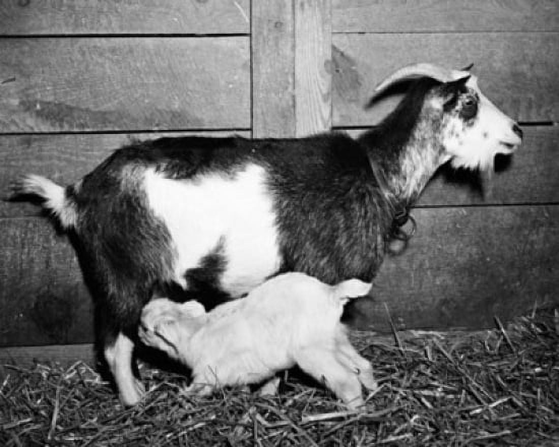 Goat feeding its young Canvas Art - (24 x 36)