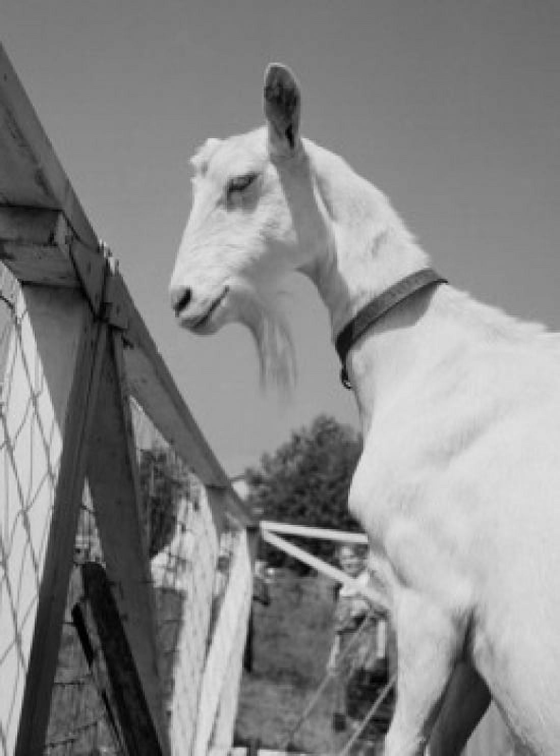 Goat in pen Canvas Art - (18 x 24)