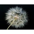 thumbnail image 1 of Goat''s Beard 2 Poster Print by Jim Christensen (18 x 24), 1 of 1