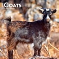 thumbnail image 1 of Goats | 2025 12x24" (Hanging) Wall Calendar | Plastic-Free | BrownTrout, 1 of 9