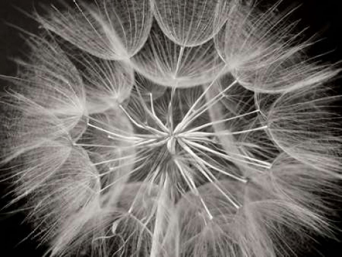 Goats Beard 3 Canvas Art - Jim Christensen (18 x 24)