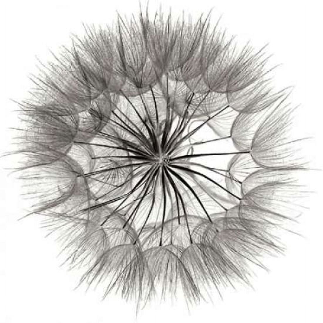 Goats Beard 4 Canvas Art - Jim Christensen (24 x 24)