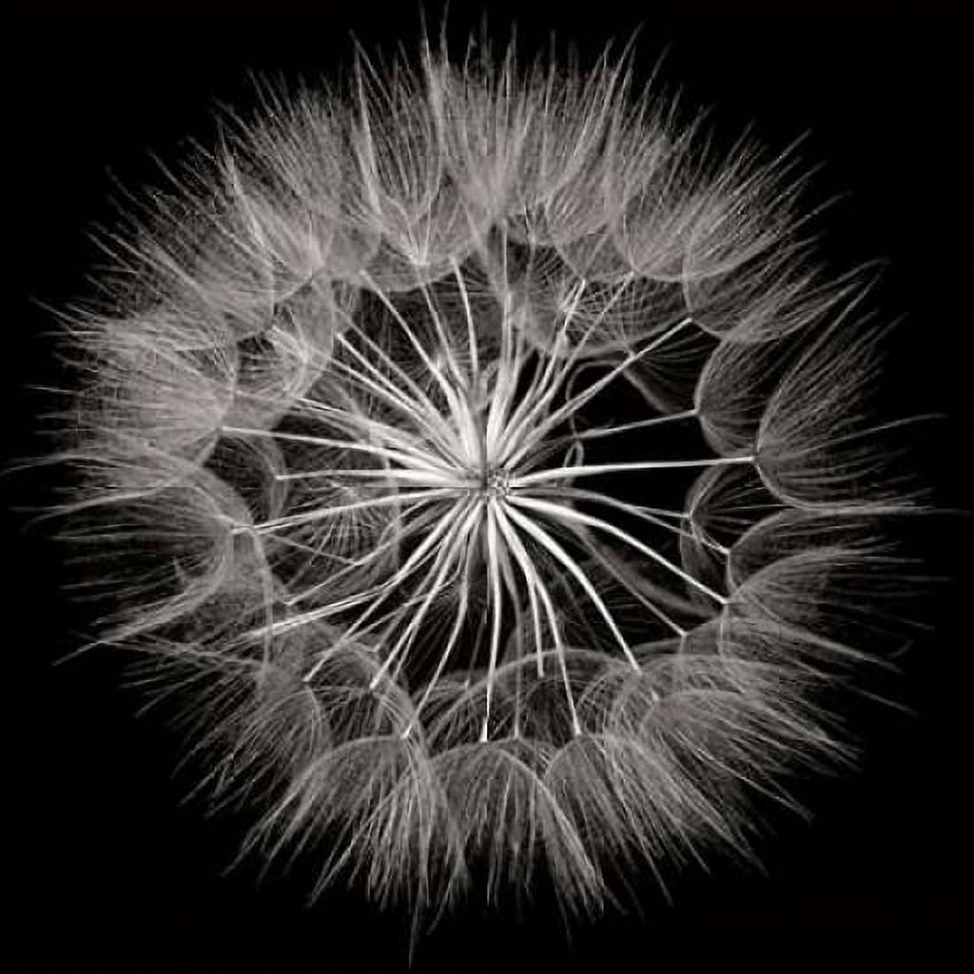 Goats Beard 5 Canvas Art - Jim Christensen (24 x 24)