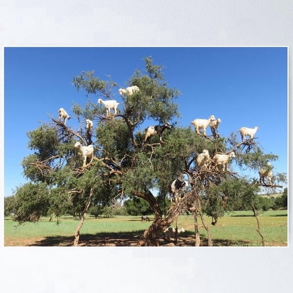 Goats In Trees Funny Nature Wall Art Poster, 8x12 UNFRAMED , Poster Print Only