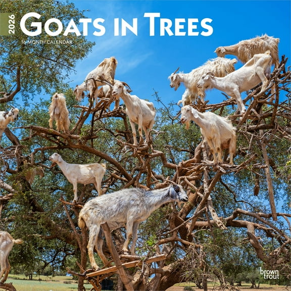 Goats in Trees | 2026 12x24" (Hanging) Square Wall Calendar | Plastic-Free