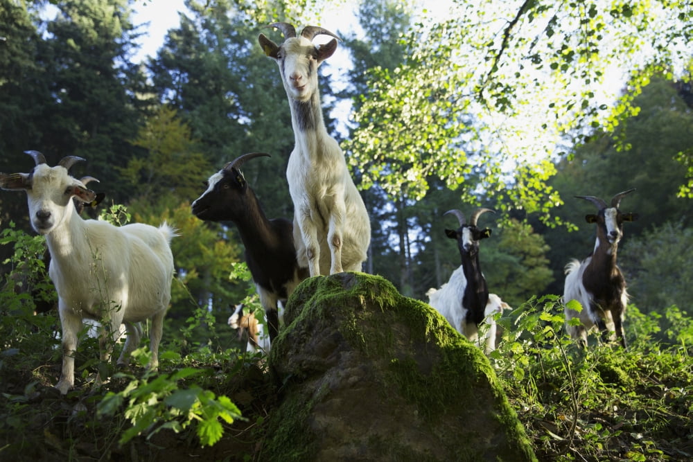 Goats near St Ulrich Black Forest Germany Canvas Art - Carl Bruemmer  Design Pics (19 x 12)