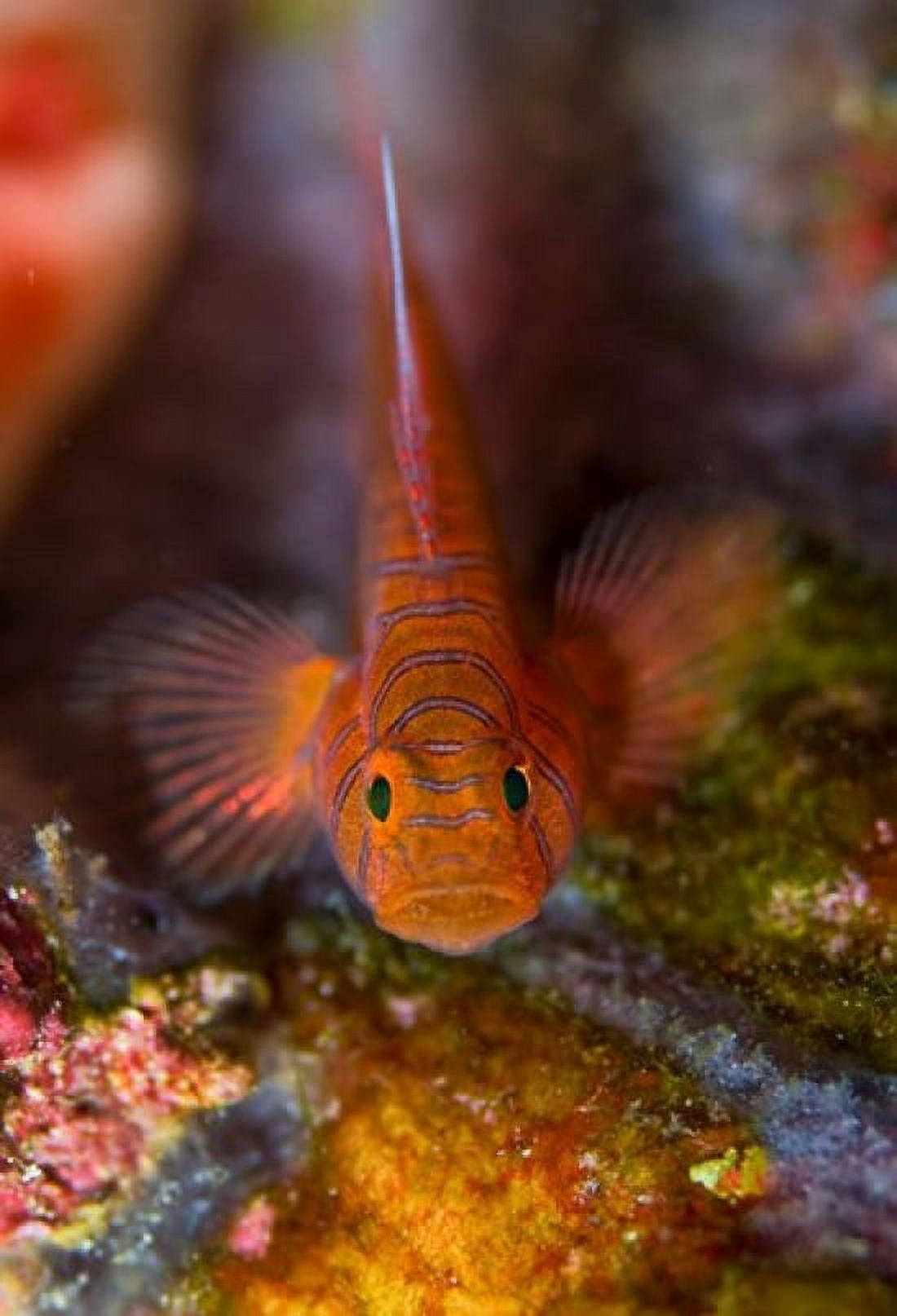 Goby fish above coral Canvas Art - Jaynes Gallery DanitaDelimont (18 x 26)