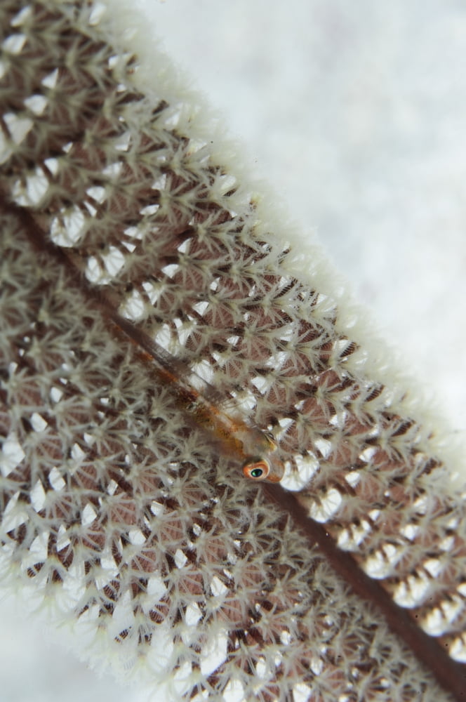 Goby on a sea pen Indonesia Canvas Art - Todd WinnerStocktrek Images (12 x 18)