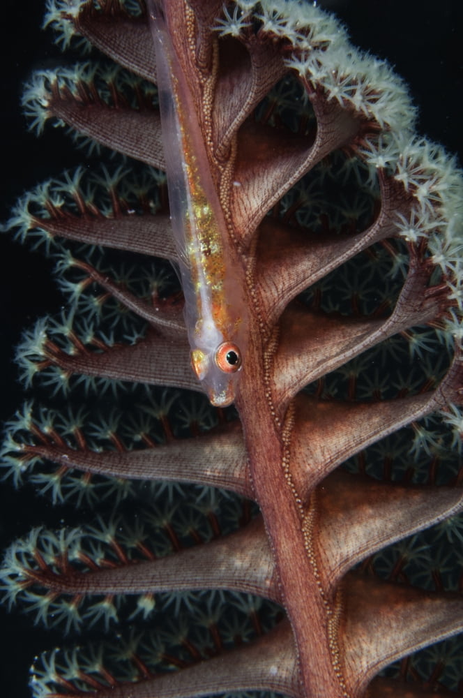 Goby on a sea pen Indonesia Canvas Art - Todd WinnerStocktrek Images (23 x 35)