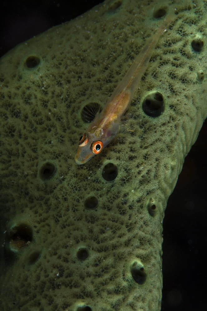 Goby on a sponge Fiji Canvas Art - Todd WinnerStocktrek Images (12 x 18)