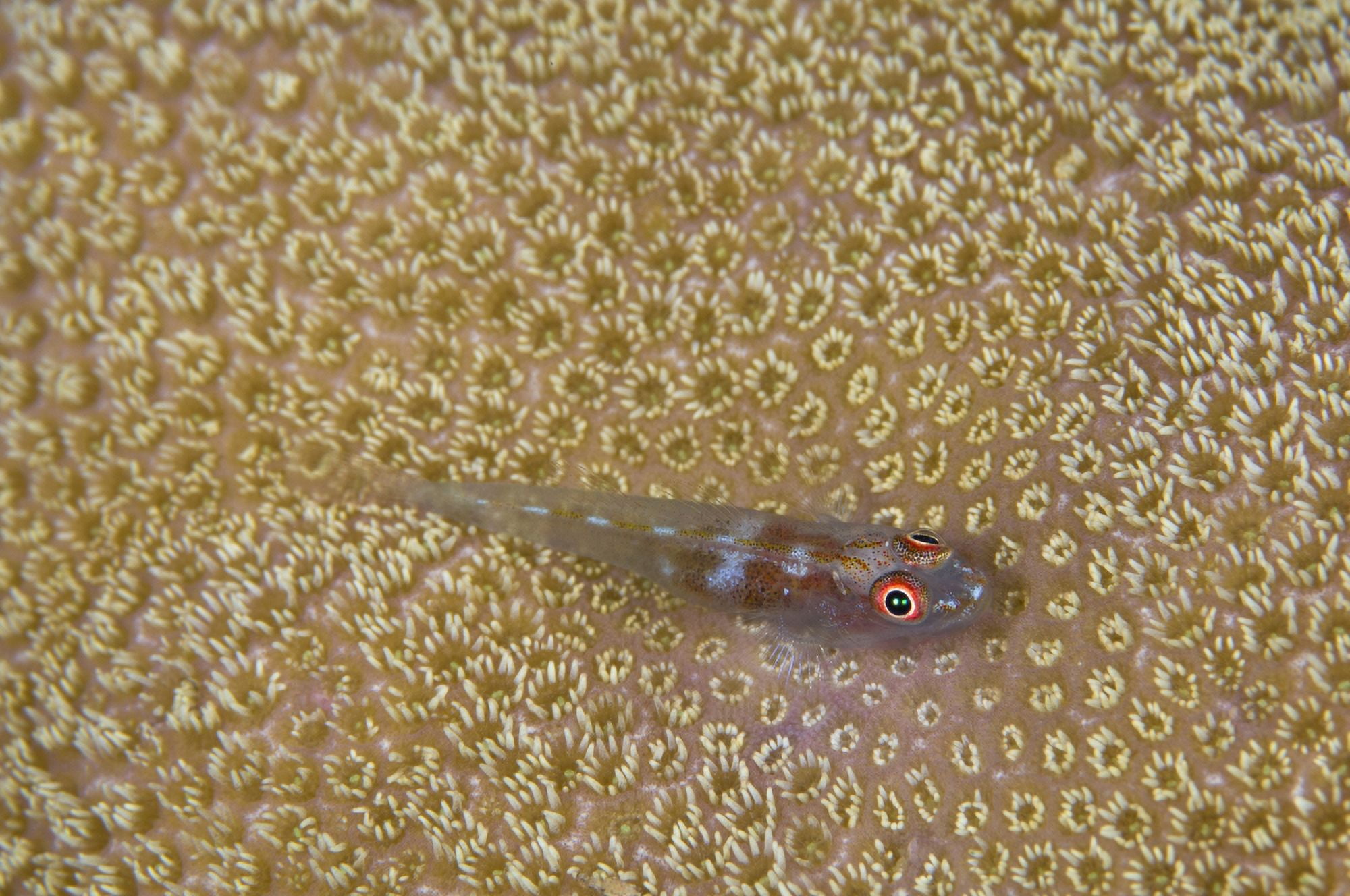 Goby on coral Australia Canvas Art - Todd WinnerStocktrek Images (18 x 12)