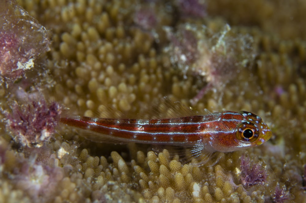 Goby on coral Australia Canvas Art - Todd WinnerStocktrek Images (35 x 23)