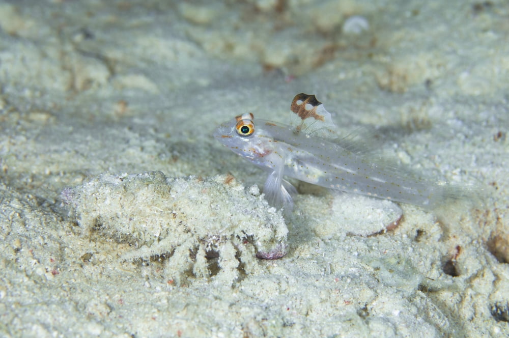 Goby with a hermit crab Australia Canvas Art - Todd WinnerStocktrek Images (18 x 12)