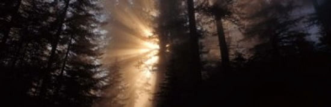 God Rays Redwoods National Park CA Canvas Art - Panoramic Images (18 x 6)