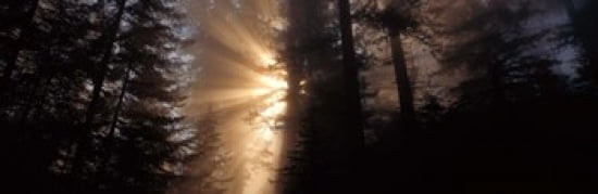 God Rays Redwoods National Park CA Canvas Art - Panoramic Images (36 x 12)